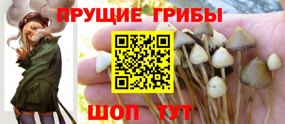 Псилоцибиновые грибы Psilocybine cubensis  Галлюциногенные грибы MAGIC MUSHROOMS  Шали  Вход с VPN 